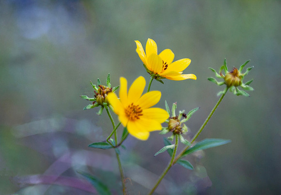 Yellow Wildflowers closeup with bokeh