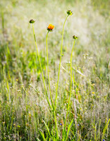 Minimalist wildflowers