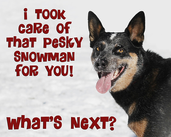 Blue Heeler Humor