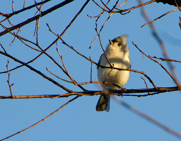 Tufted Titmouse, closeup of bird perched on an autumn tree branc