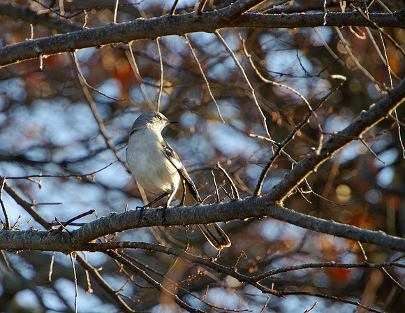 Northern Mockingbird perched in an autumn tree closeup