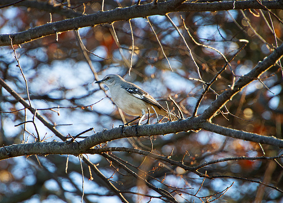 Northern Mockingbird perched in an autumn tree closeup
