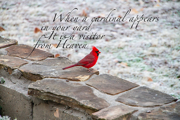 Cardinal bird with angel saying
