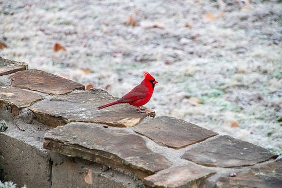 Cardinal bird with angel saying
