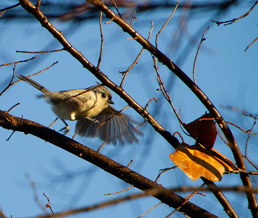 Tufted Titmouse, closeup of bird in flight in a tree
