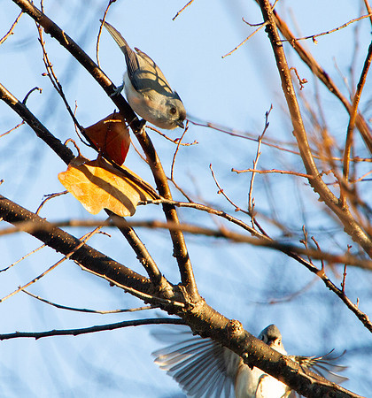 Tufted Titmouse, 2 birds in the tree one in flight