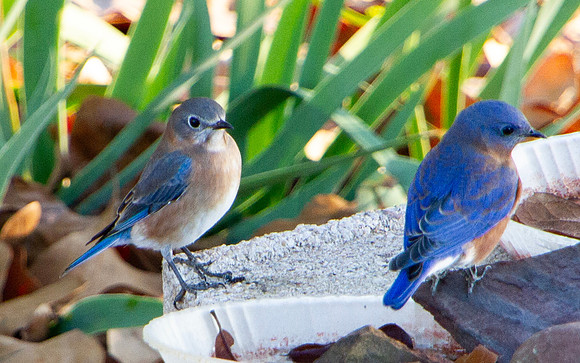 Eastern Bluebirds Male and Female