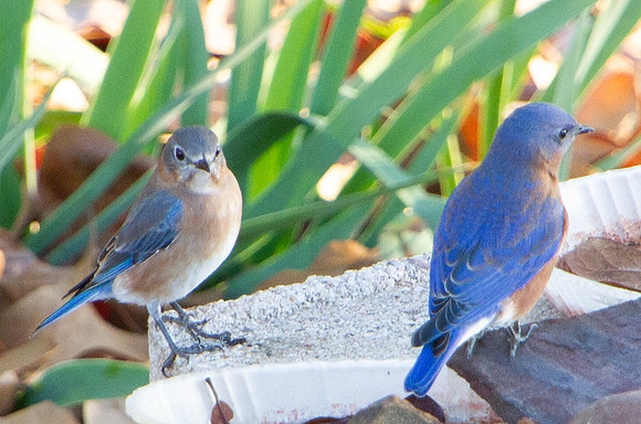 Eastern Bluebirds Male and Female
