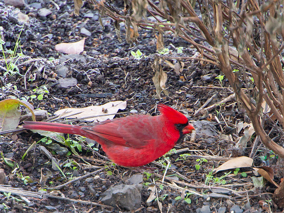 Cardinall in the gardenin autumn