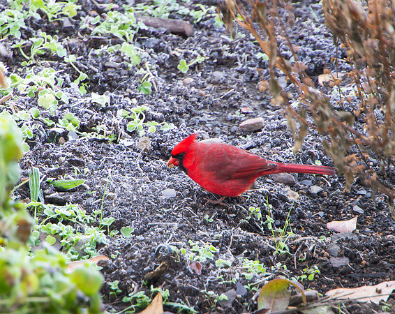 Cardinall in the gardenin autumn