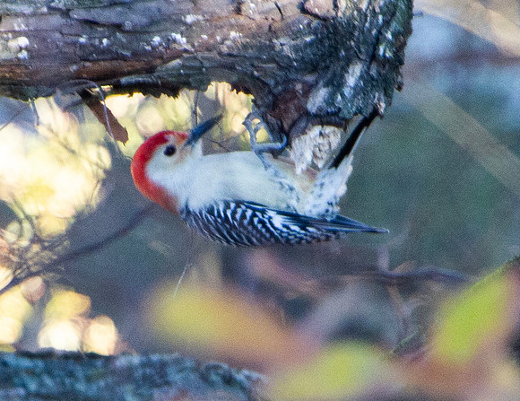 Woodpecker