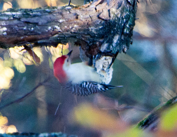Woodpecker