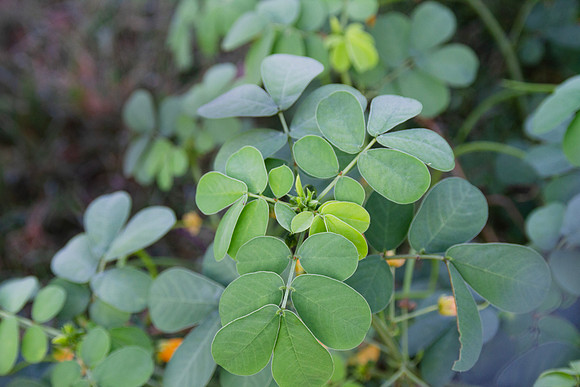 Senna plant showing new growth and leaves from above
