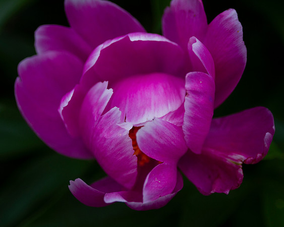 Peony 8x10 16x20