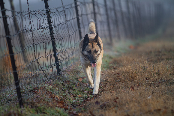 German Shepherd Dog / Siberian Husky Mix "Candy"