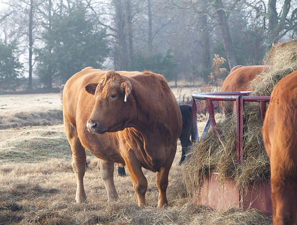 Red cow at the hay ring