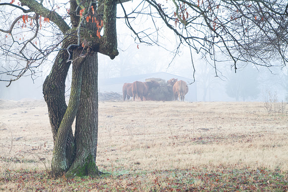Cattle eating on a foggy morning in winter with tree