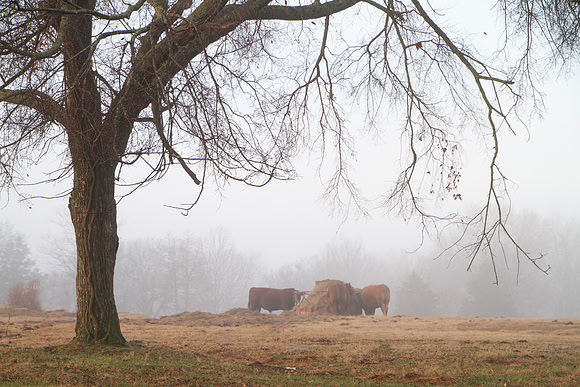 Cows feeding at the hay ring on a foggy morning in the distance