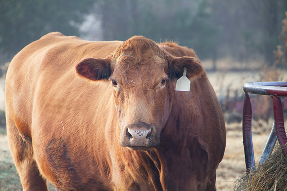 Red cow at the hay ring