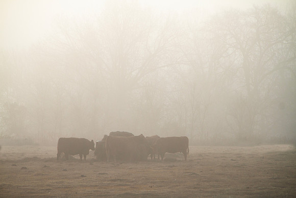 Cattle feeding hay in fog silhouette