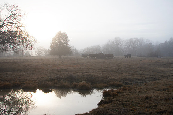 Cattle feeding hay in fog silhouette with farm pond in foregroun