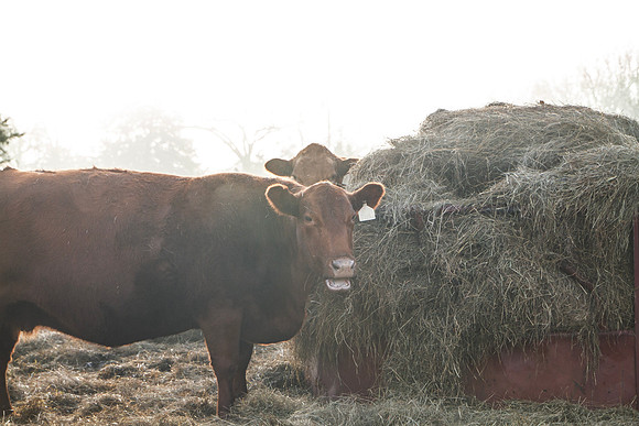 Funny cows at the hay ring closeup