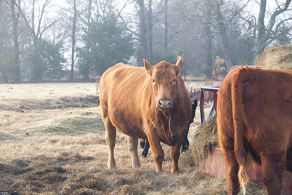 Red cow at the hay ring with ears back unhappy