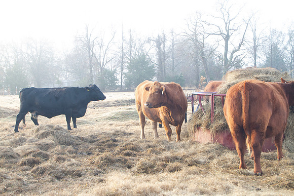 Cows at the hay ring closeup