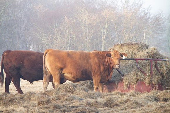 Red cow at the hay ring