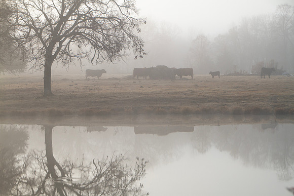 Cattle feeding hay in fog silhouette with farm pond in foregroun
