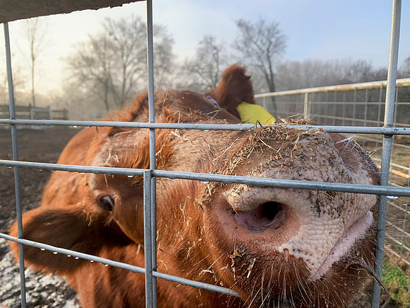 Funny cow looking through the fence closeup