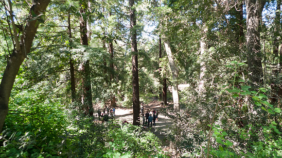 Redwood grove, people touring at Santa Barbara Botanical Garden