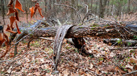 Decay in the forest, fallen tree with bark