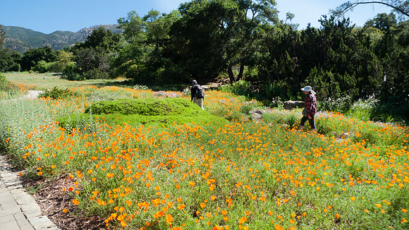 Santa Barbara Botanical Garden visitors enjoy the wild flowers