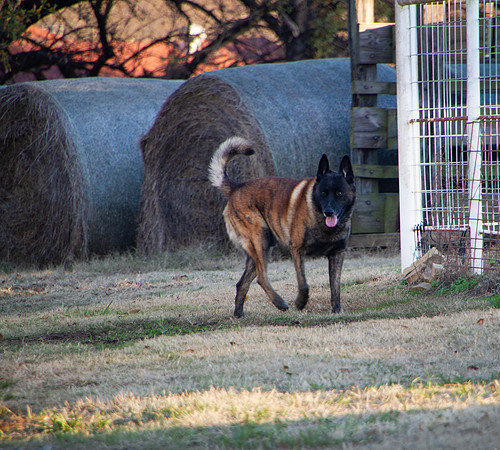 Dutch Shepherd Dog on a farm in autumn with hay bales
