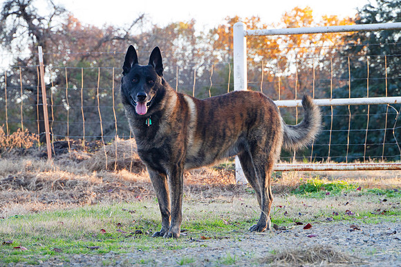 Dutch Shepherd Dog on a farm in autumn