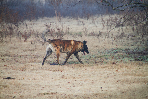 Dutch Sheperd dog walking in a winter meadow off leash