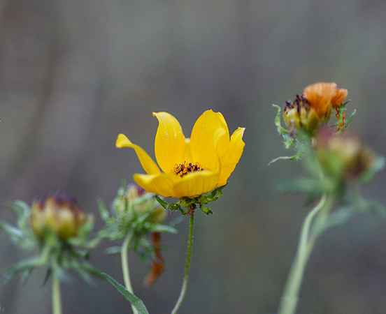 Yellow Wildflower closeup, end of summer