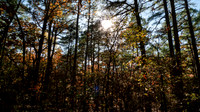 sunshine through the treetops in the dark autumn forest