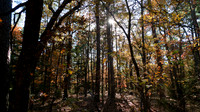 Light shining through the darkness of the forest