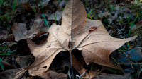Sycamore tree leaf, brown, in autumn, on the ground