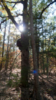 Oak burl in a forest on the tree, sun shining through the branch