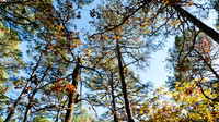 Bright tree tops against a blue sky in autumn