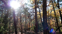 Light shining through the darkness of the forest
