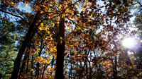 Glorious sunshine through the forest trees in autumn