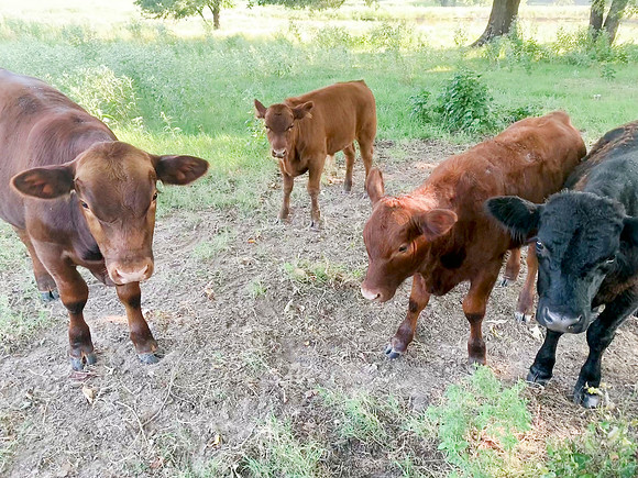 Red and Black Angus Beef calves in the field with trees