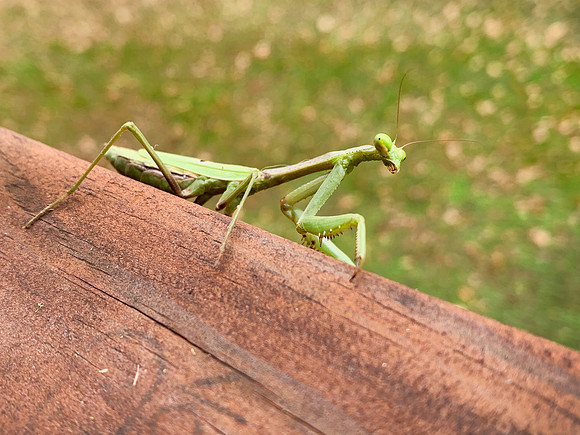 Praying Mantis insect closeup