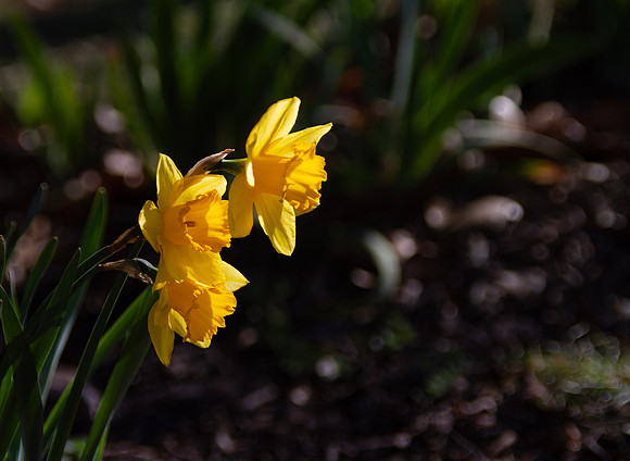 Daffodils blooming in spring closeup