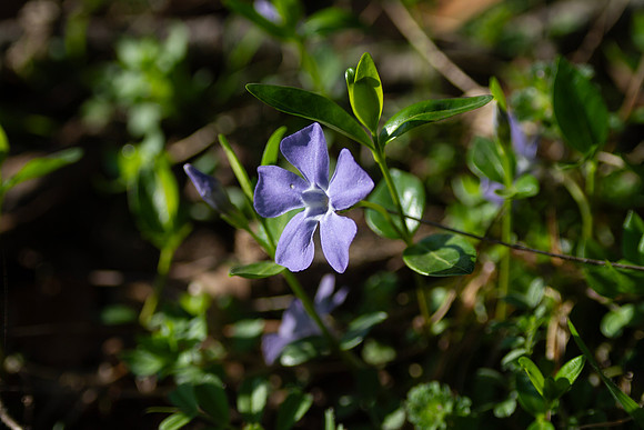 Vinca vine, common periwinkle purple flower bloom closeup