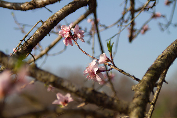 Peach tree blossoms on the tree with branches
